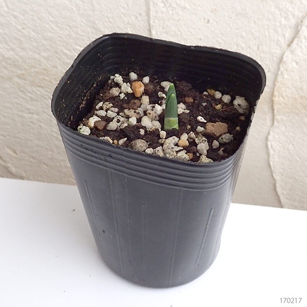 ��������ʿ���ˡ���š��ʼ異������3��ݥå� 3�ĥ��å�