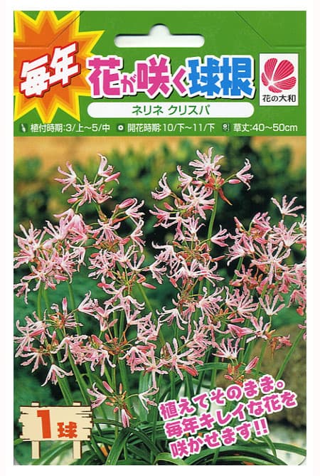 球根/ネリネ（ダイヤモンドリリー）クリスパ1球入り
