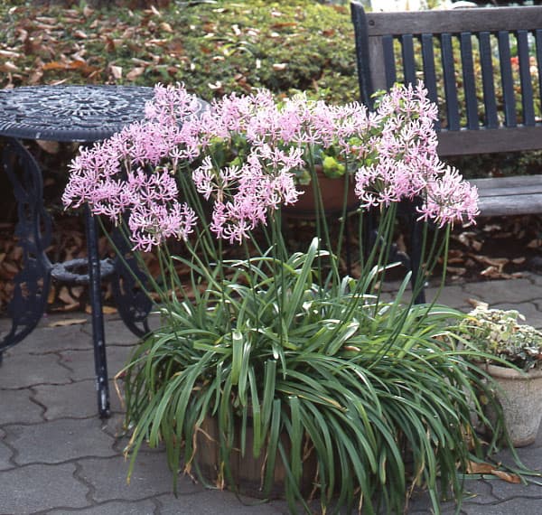 球根/ネリネ（ダイヤモンドリリー）クリスパ1球入り