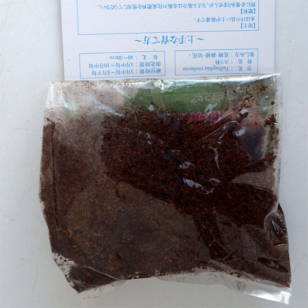 球根/ツルバキア ビオラセア1球入り