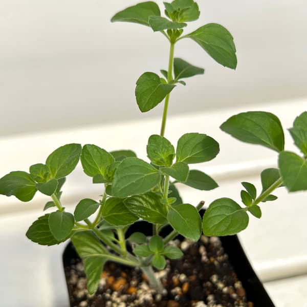 �ϡ��֤���/����ߥ�3-3.5��ݥå�