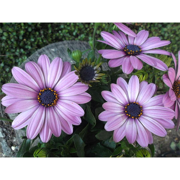 �����ƥ����ڥ�ޥࡧ����˥ƥ� �ԥ󥯥��ޥ�5��ȭ����