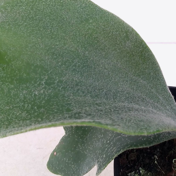 ���տ�ʪ/�ӥ��������ʥ��������ˡ��ͥ�������3��ݥå�