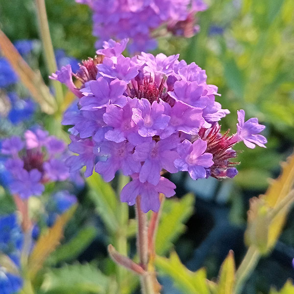 ��֤���/�С��٥ʡ��ꥮ�� �٥Ρ���3��ݥå�