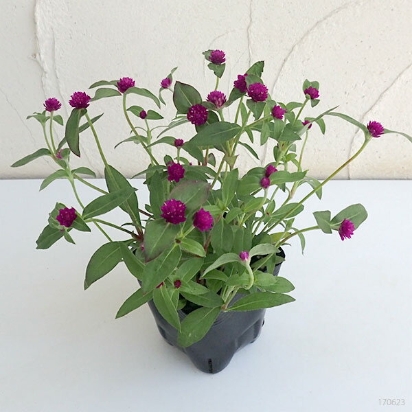 草花の苗/センニチコウ（千日紅）：ちなつパープル3-3.5号 3株セット