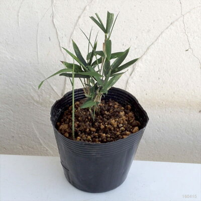 笹 病気 虫 雑草 笹 病気 虫 雑草