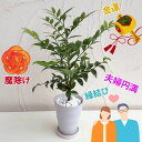 観葉植物/梛(ナギ)の木4号陶器鉢植え