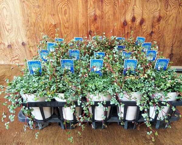 観葉植物/ピレア グラウカ　グレイジー3号ポット 2株セット