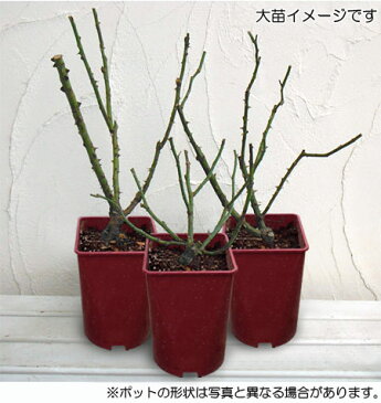 【ラッキーシール対応】バラの苗/つるバラ：サンセット メモリー大苗6号鉢植え