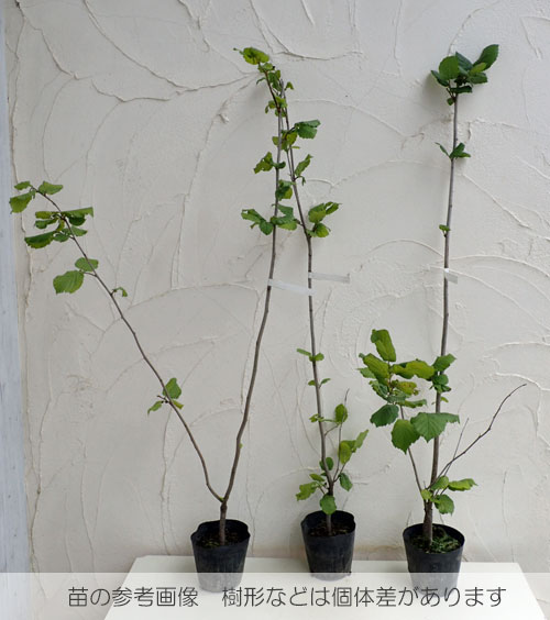 �̼�����/�ء�����ʥåġ����Υϥ��Хߡˡ��ϥ쥷��꡼����4.5��5��ݥå�