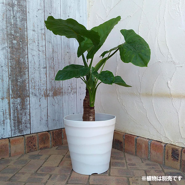 ����եȥݥå�21���ۥ磻�ȡ�ľ��21cm��