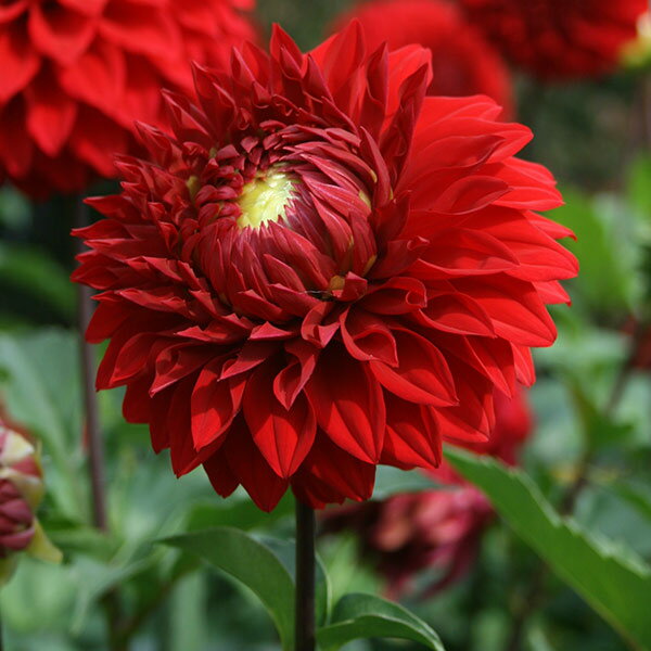 �庬/���ꥢ����� 1������ 2�ĥ��å�