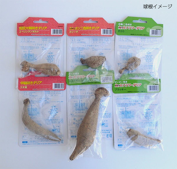 �庬/���ꥢ���������ߡ��ȡ��֤����1������