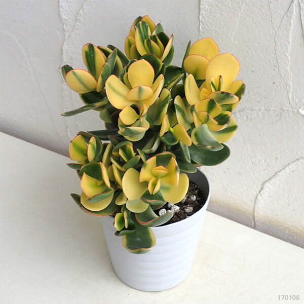 ベフチベニベンケイ - 植物図鑑