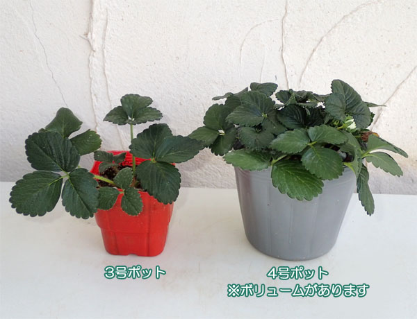 ��ڤ���/�������ʰ쵨�ʤ�ˡ��٤ˤۤäڡʹȤۤäڡ�4��ݥå������