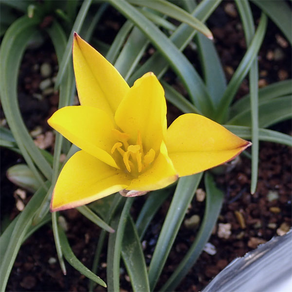 �ϥʥ˥�ʥ��ե�������ˡ������������ʥ�2-4�忢��3��ݥå� 2�ĥ��å�