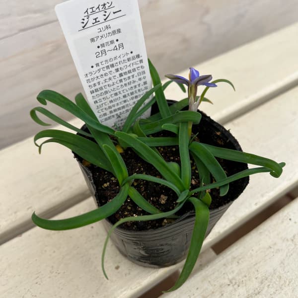 �ϥʥ˥�ʥ��ե�������ˡ� ��������4�忢��3��ݥå� 2�ĥ��å�