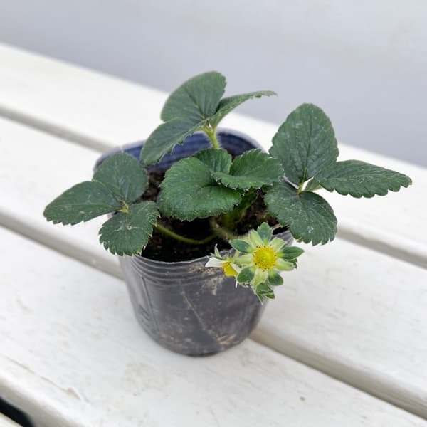 ��ڤ���/�������ʰ쵨�ʤ�ˡ��դ��Τ��ʤդ��ι��3��ݥå�