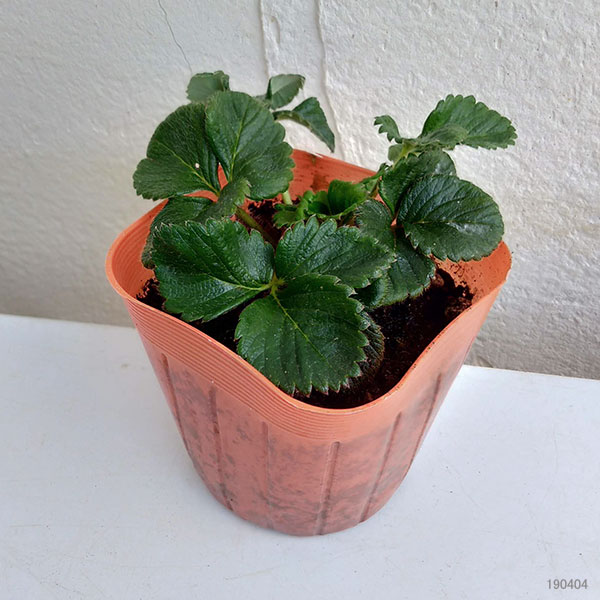 ��ڤ���/�������������ͤä��ʤ����ͤ�̼��3��ݥå� 3�����å�