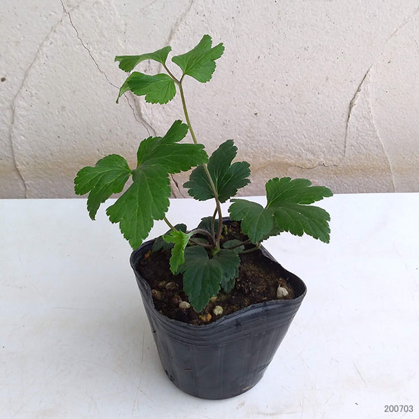 草花の苗/シュウメイギク（秋明菊）：桃花一重3号ポット2株セット