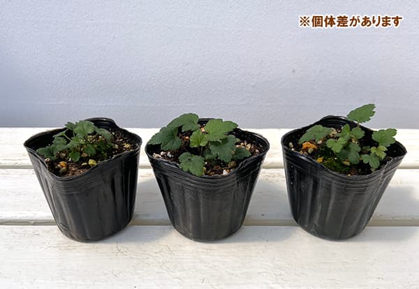 草花の苗/シュウメイギク（秋明菊）：桃花一重3号ポット12株セット
