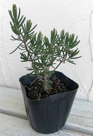 ハーブの苗/ローズマリー（立性）：マジョルカピンク3号ポット 6株セット