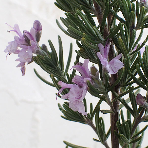 ハーブの苗/ローズマリー（立性）：マジョルカピンク3号ポット 6株セット