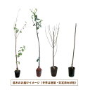 engei2:10254903のサンプル画像2