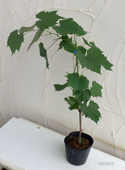 �̼�����/��ޥ֥ɥ��ʻ���ƺ�����֤ɤ��ˡ��ԥå����磻��4.5��5��ݥå�[������Ǽ��դ����ɤ���ȴ��]