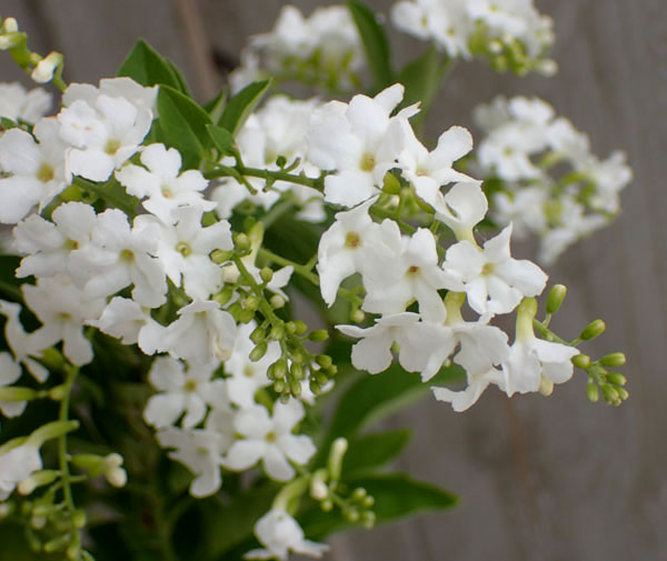 デュランタ：ホワイトラブ（白花・アルバ）4号鉢植えスタンド仕立て