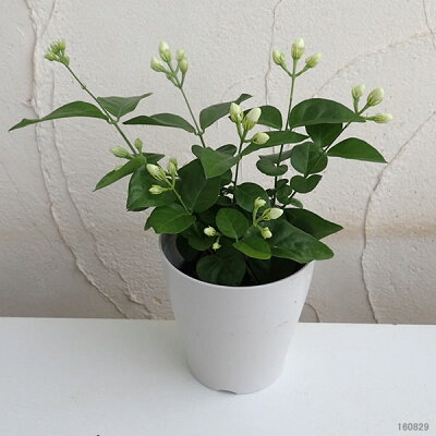 マツリカ 植物図鑑 マツリカ 植物図鑑