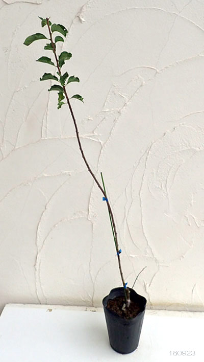 �̼�����/�ץ�ࡧ�ߥ�٥�5��ݥåȡ�