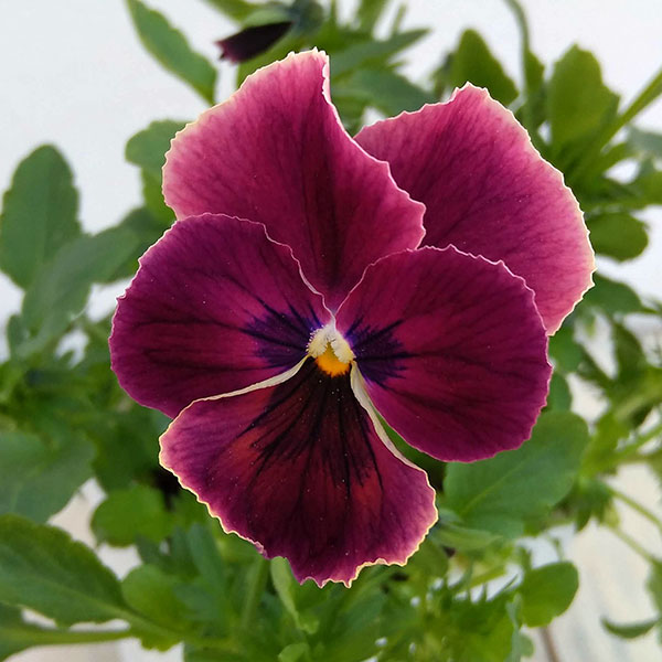 草花の苗/パンジー：わらく　プチグレース3-3.5号ポット