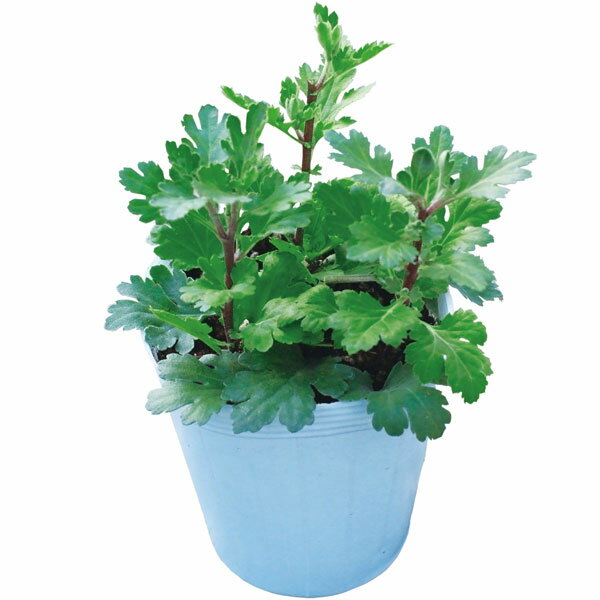 草花の苗/お盆用お供え菊ミックス植え 1（黄大輪）4号ポット