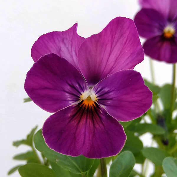 ��֤���/�ӥ��顧��⤫ �������⤫3-3.5��ݥå�