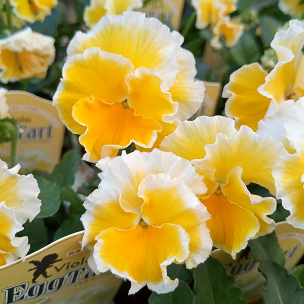 草花の苗/ビオラ：エッグタルト3.5号ポット