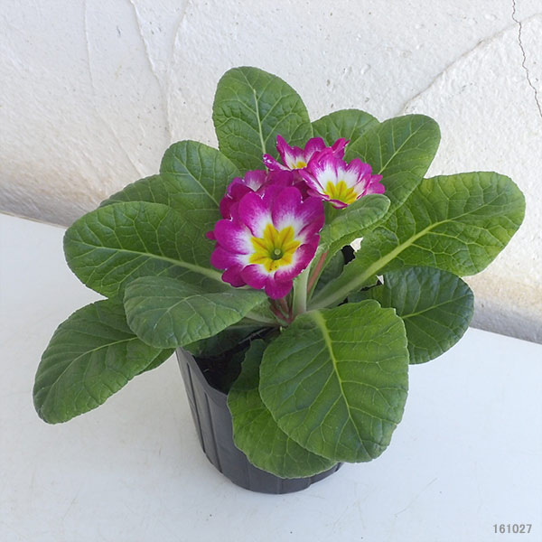 草花の苗/プリムラ・ジュリアン：キャンディローズバイカラー3号ポット