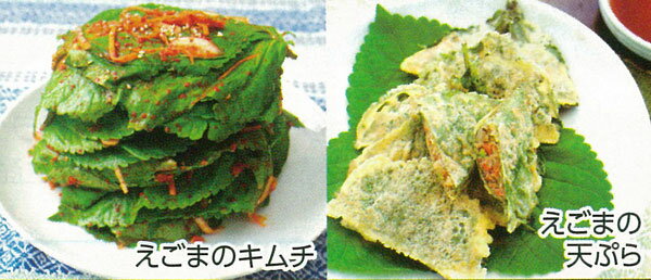 野菜の苗/えごま 黒種品種3号ポット