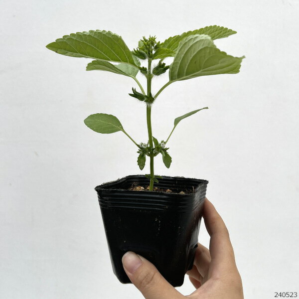 野菜の苗/えごま 白種品種3号ポット 2株セット