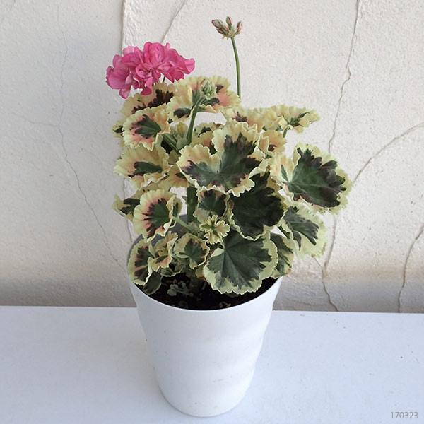 草花の苗/ゼラニウム：リトルジップ6号鉢植え