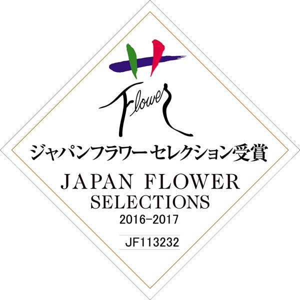 草花の苗/ロベリア：空色てふてふ青空ブルー3号ポット