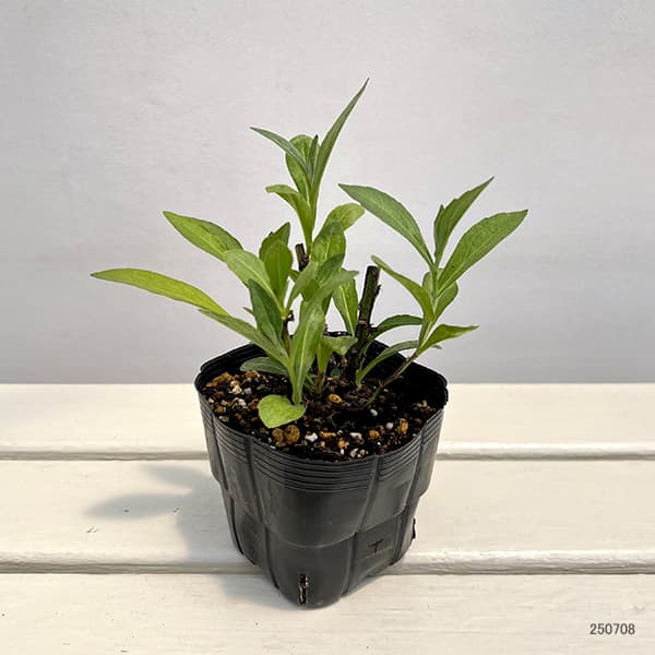 草花の苗/ヘレニウム：ショートンサッシー3.5号ポット