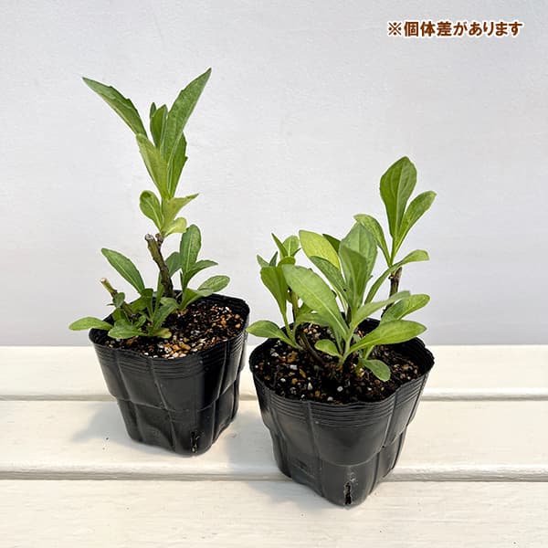 草花の苗/ヘレニウム：ショートンサッシー3.5号ポット