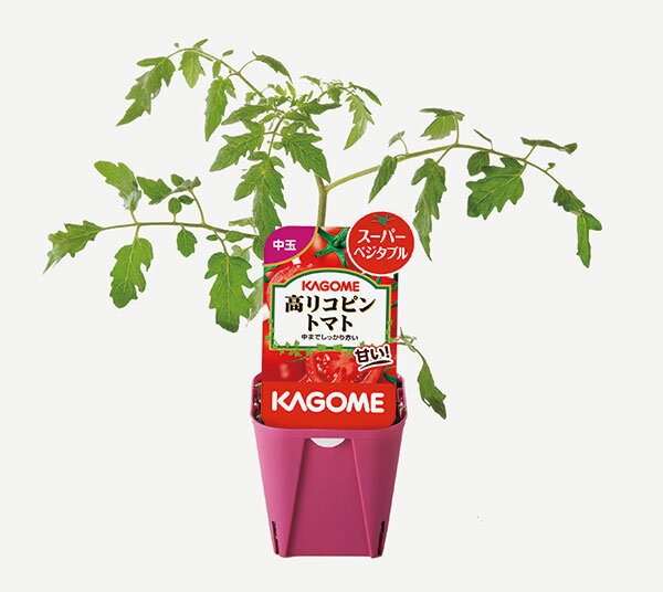 野菜の苗/トマト：高リコピントマト：自根苗3号ポット 6株セット