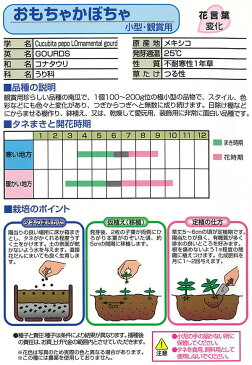 おもちゃかぼちゃ（小型・観賞用）[野菜タネ]＊