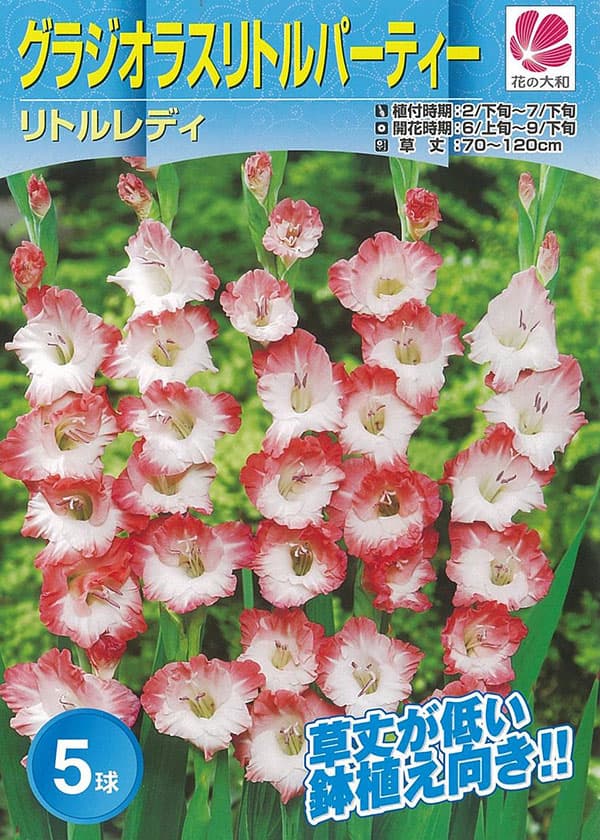 �庬/���饸���饹����ȥ��ǥ�5������