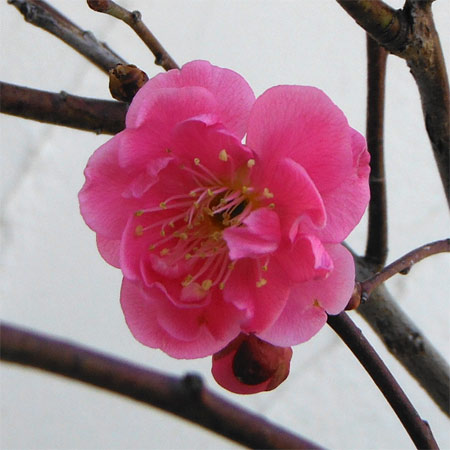 花木 庭木の苗/ハナウメ（花梅）：八重寒紅（ヤエカンコウ）接木苗4〜5号ポット