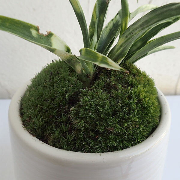観葉植物/オモト(万年青):姫牡丹・鉢植え/も...の紹介画像2