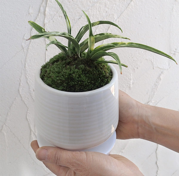 観葉植物/オモト(万年青):姫牡丹・鉢植え/も...の紹介画像3