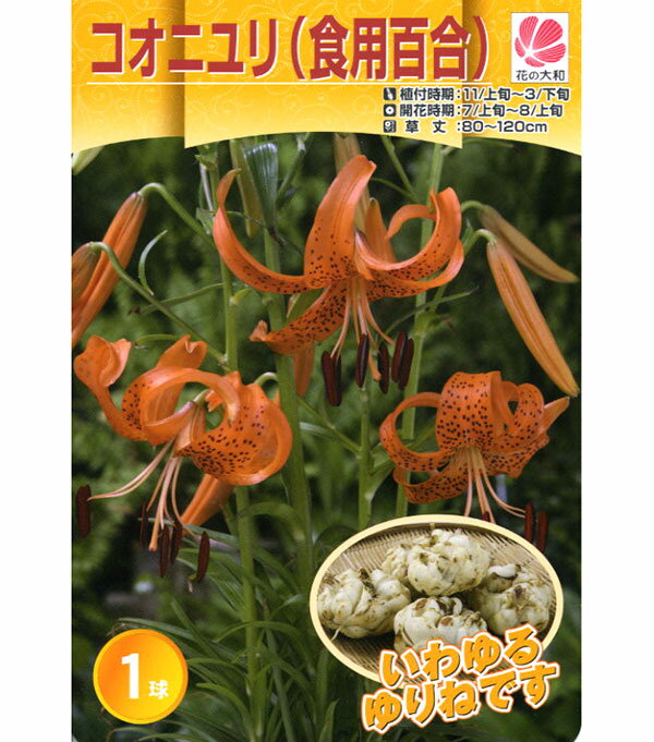 �庬/���ʿ��ѡˡ������˥��1��